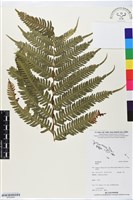 登錄號:BP02680藏品圖，第1張