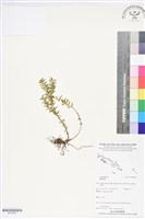 登錄號:BP02683藏品圖，第1張