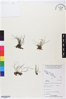 登錄號:BP02684藏品圖，第1張