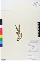 登錄號:BP02685藏品圖，第1張