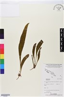 登錄號:BP02686藏品圖，第1張