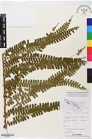 登錄號:BP02687藏品圖，第1張