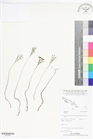 登錄號:BP02690藏品圖，第1張