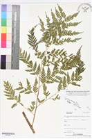 登錄號:BP02691藏品圖，第1張