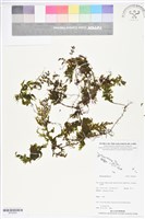 登錄號:BP02693藏品圖，第1張