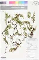 登錄號:BP02694藏品圖，第1張