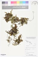 登錄號:BP02697藏品圖，第1張