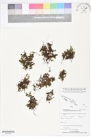 毛葉蕨藏品圖，第1張
