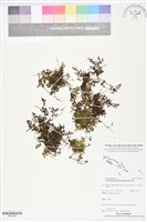 毛葉蕨藏品圖，第1張