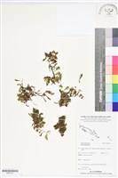 登錄號:BP02701藏品圖，第1張