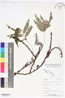 登錄號:BP02702藏品圖，第1張