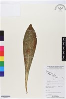 有翅車前蕨藏品圖，第1張