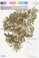 登錄號:BP02705藏品圖，第1張