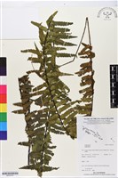 登錄號:BP02707藏品圖，第1張