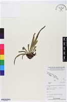 登錄號:BP02708藏品圖，第1張