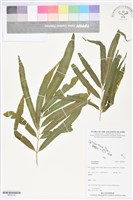 登錄號:BP02709藏品圖，第1張