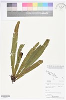 登錄號:BP02710藏品圖，第1張