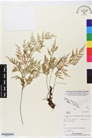 登錄號:BP02712藏品圖，第1張