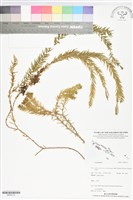 登錄號:BP02714藏品圖，第1張