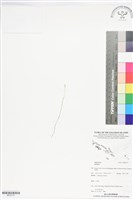 登錄號:BP02715藏品圖，第1張