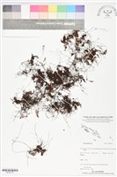 登錄號:BP02716藏品圖，第1張