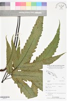 登錄號:BP02717藏品圖，第1張