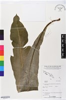 登錄號:BP02719藏品圖，第1張