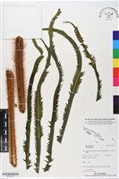 登錄號:BP02720藏品圖，第1張