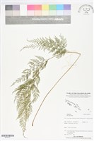 登錄號:BP02721藏品圖，第1張