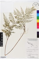 登錄號:BP02722藏品圖，第1張