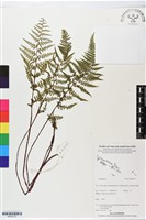 登錄號:BP02723藏品圖，第1張