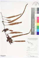 登錄號:BP02725藏品圖，第1張