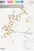 登錄號:BP02727藏品圖，第1張