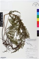 登錄號:BP02728藏品圖，第1張