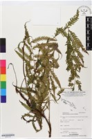 登錄號:BP02729藏品圖，第1張