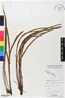 劍葉書帶蕨藏品圖，第1張