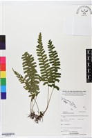 登錄號:BP02733藏品圖，第1張