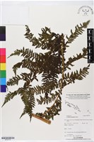 登錄號:BP02734藏品圖，第1張