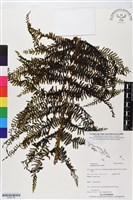 登錄號:BP02736藏品圖，第1張