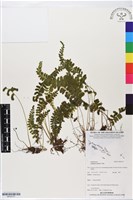 鈍齒鱗始蕨藏品圖，第1張