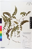 登錄號:BP02738藏品圖，第1張