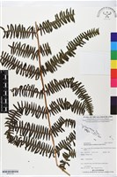 登錄號:BP02739藏品圖，第1張