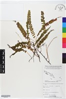 登錄號:BP02740藏品圖，第1張