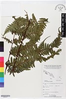 登錄號:BP02741藏品圖，第1張