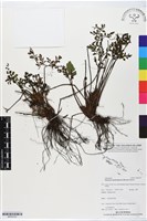 登錄號:BP02743藏品圖，第1張