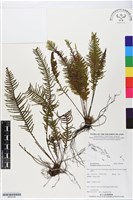 穴子蕨藏品圖，第1張