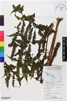 登錄號:BP02745藏品圖，第1張