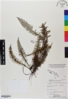 細葉蒿蕨藏品圖，第1張