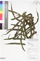 登錄號:BP02747藏品圖，第1張