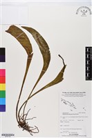 登錄號:BP02748藏品圖，第1張